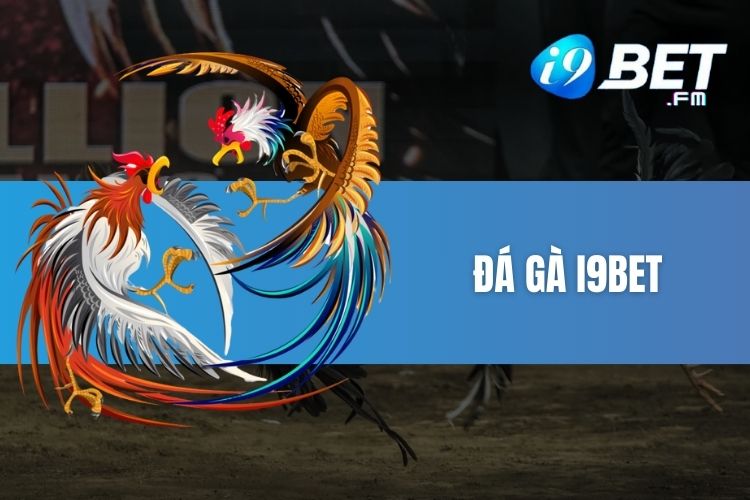 Khám phá đá gà i9Bet và kinh nghiệm đặt cược chọi gà hiệu quả