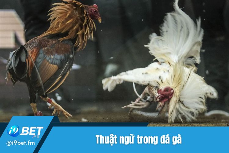 Một số thuật ngữ có trong đá gà trực tuyến